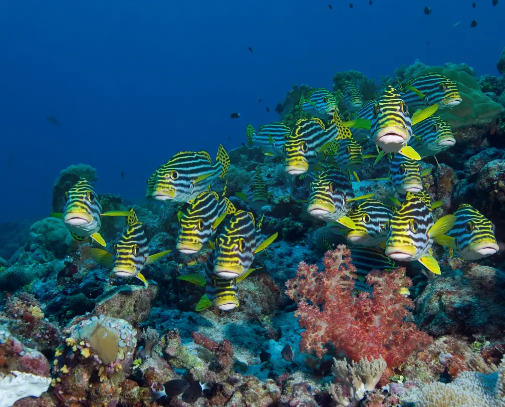underwater photo of a school of yellow fish in Palau on top of the reef