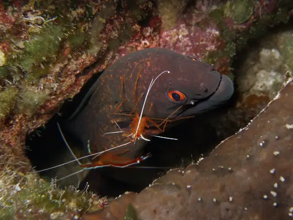 underwater photo of a more eel looking out of a hole in the reef getting cleaned by 2 cleaner shrimps