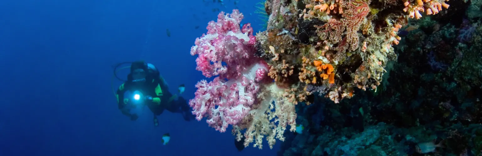 underwater photo of a diver hovering on a wall covered in pink and white soft coral