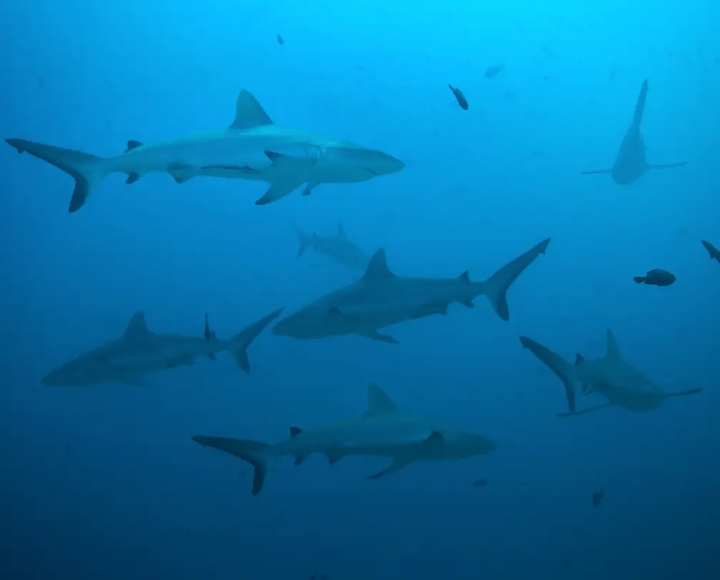 underwater photo of eight sharks in blue water in Palau