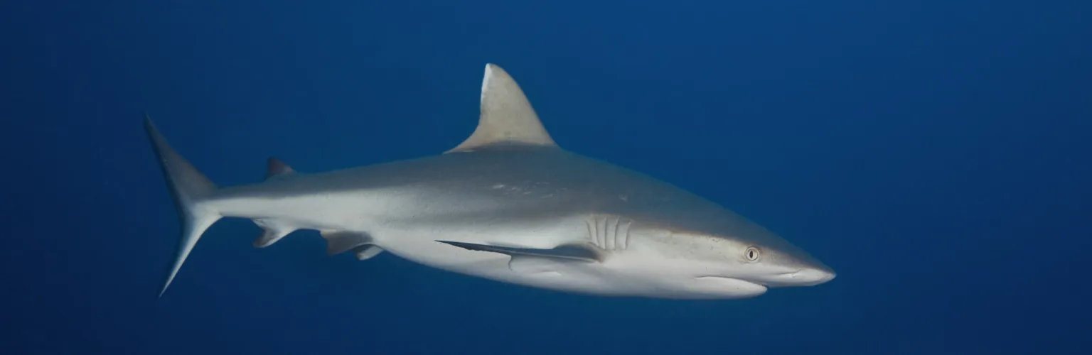 underwater photo of a gray reef shark in blue water in Palau