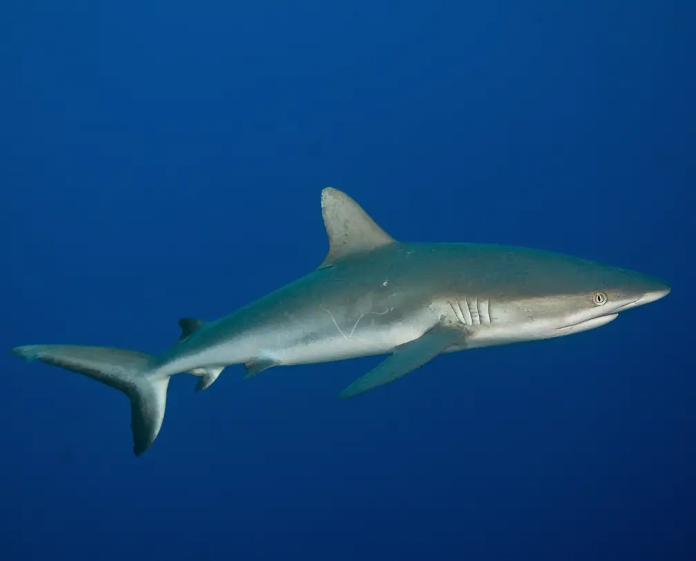 underwater photo of a gray reef shark in blue water in Palau