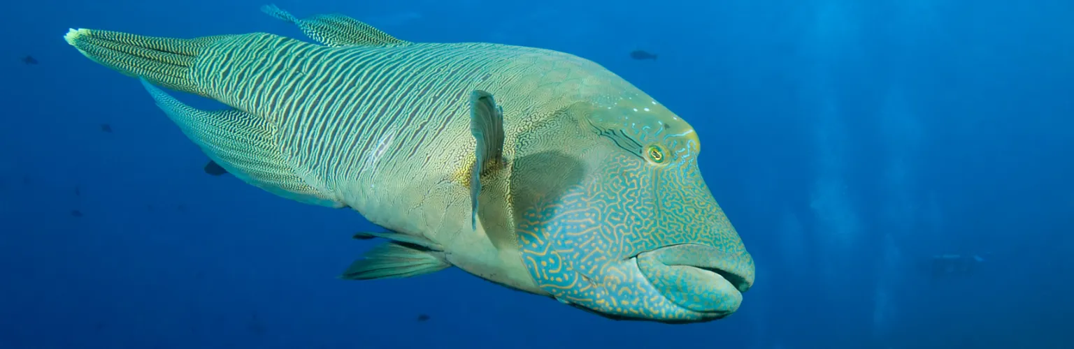 underwater photo of a Napoleon wrasse in blue water in Palau, close-up photo
