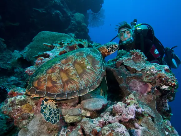 underwater photo of a diver face to face with a green sea turtle in Palau