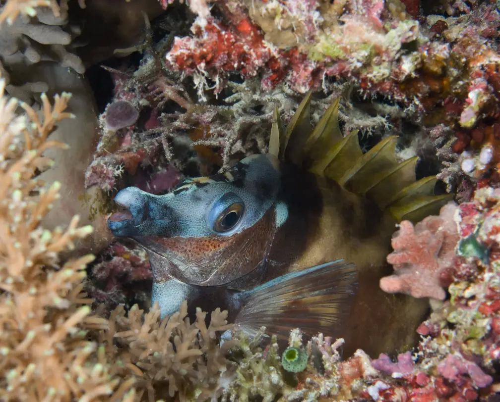 underwater photo of a rabbit fish sitting in a hole in the reef in Palau