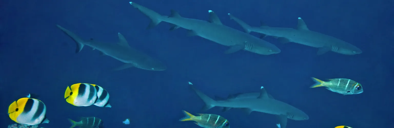 underwater photo of a group of 4 sharks cruising along the reef, seen from the top on the wall