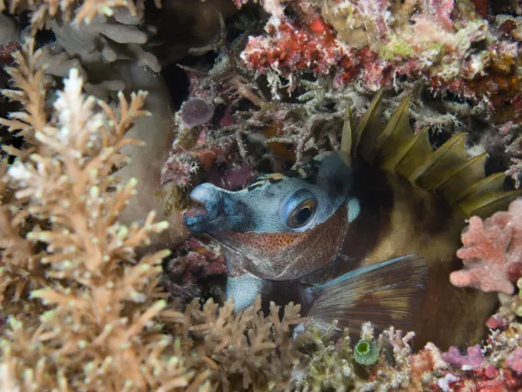 underwater photo of a rabbit fish sitting in a hole in the reef in Palau
