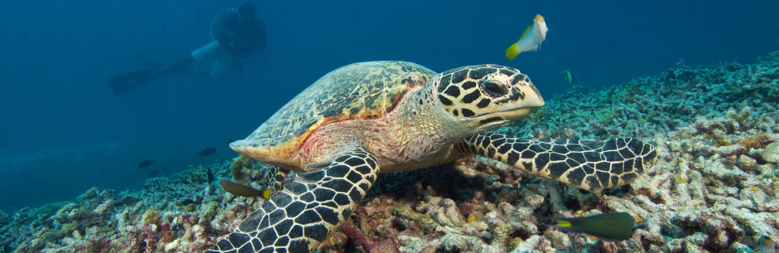 Turtle with dive in the background in Palau