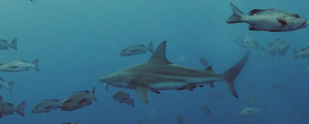 oceanic black tip shark at spawning dive in Palau