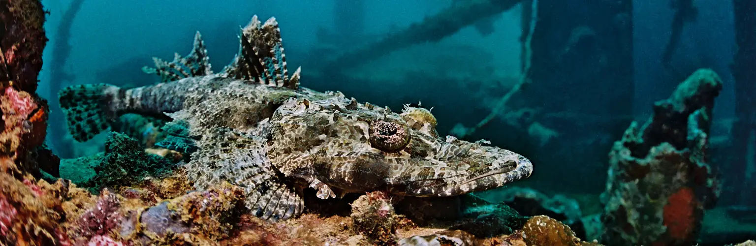 underwater photo of a crocodile fish on a wreck in Palau