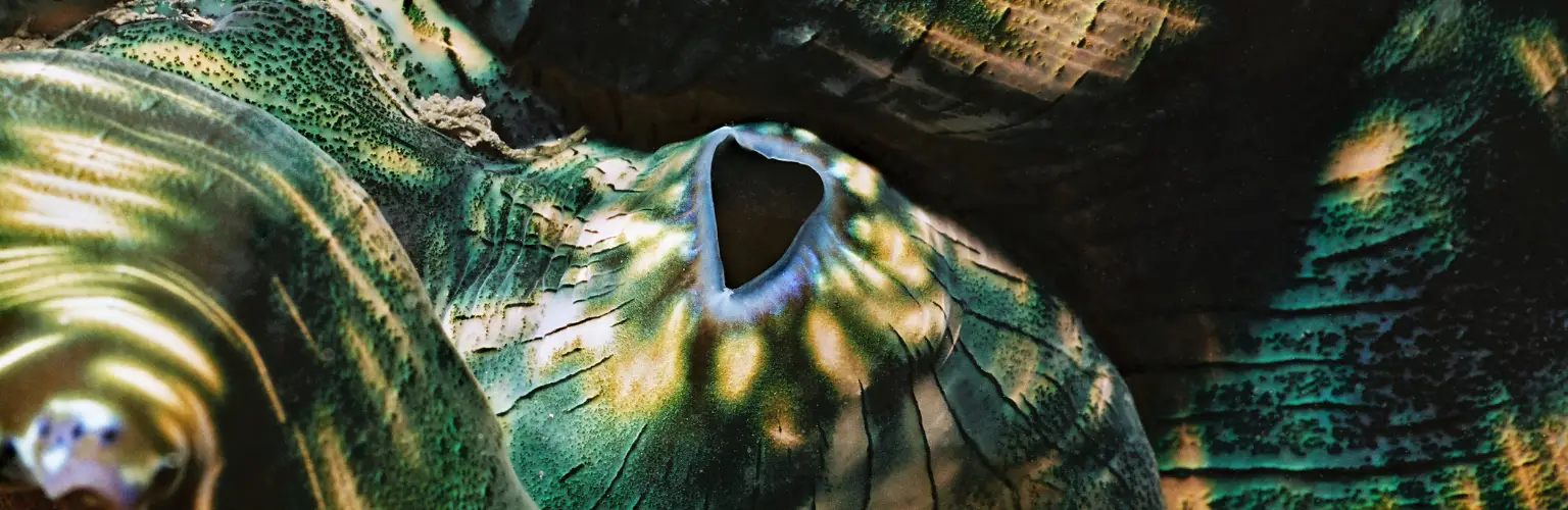 underwater close-up photo of the inside of a giant clam