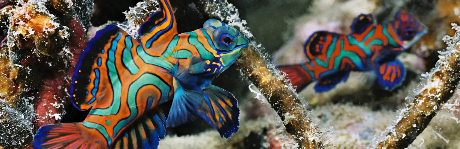underwater photo of two Mandarin Fish on a wreck in Palau