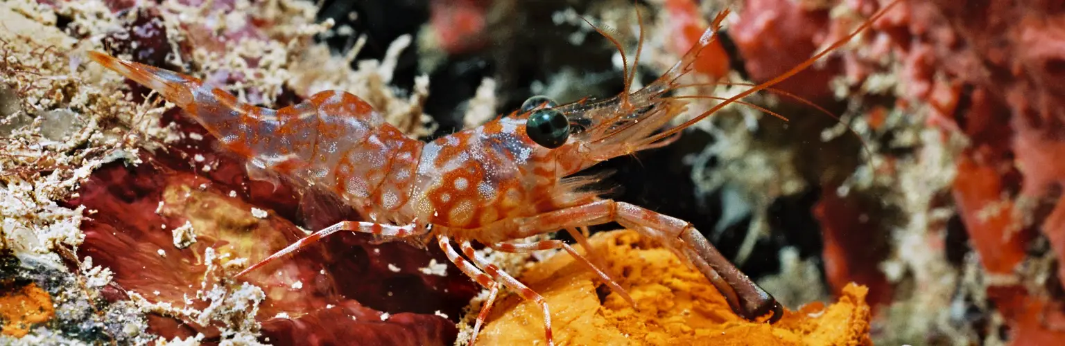 underwater photo of a red and transparent shrimp on a yellow and red sponge