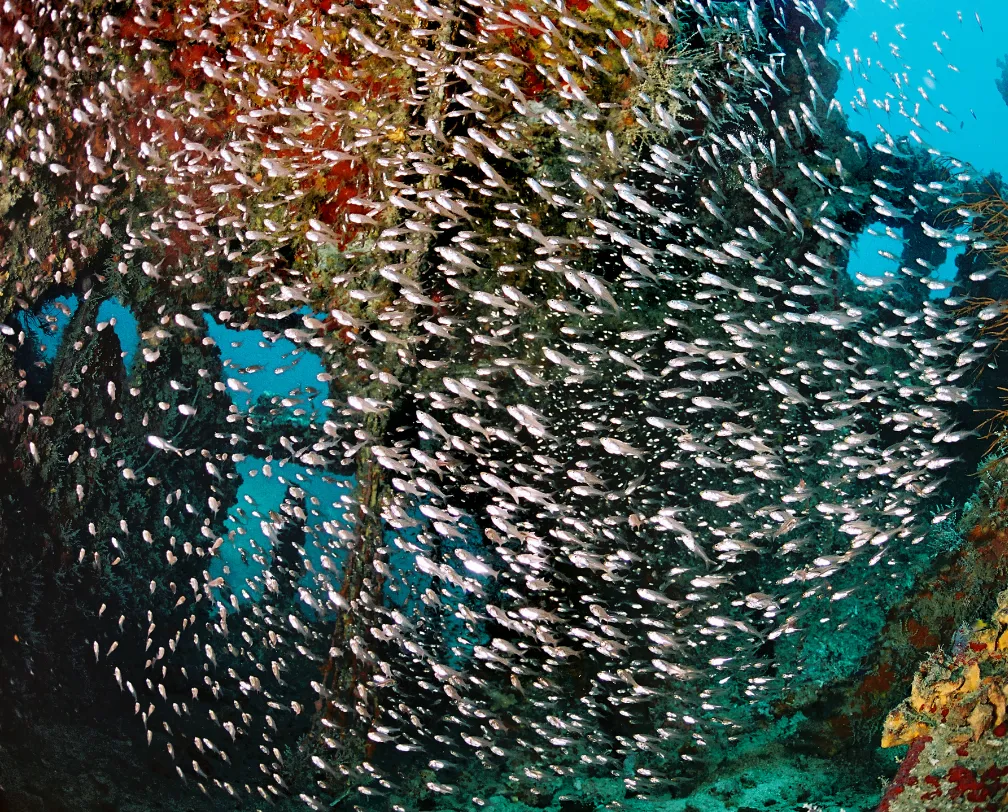 underwater photo of glass fish in a wreck in Palau
