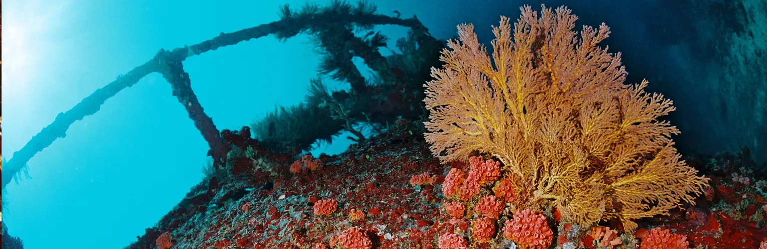 underwater photo of the bow of a wreck in Palau with red sponges and a yellow fan coral
