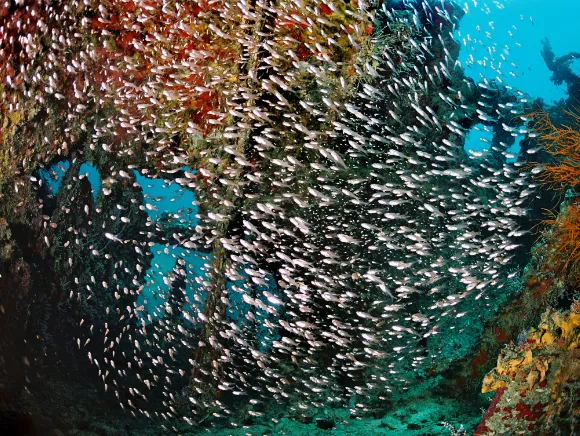 underwater photo of glass fish in a wreck in Palau
