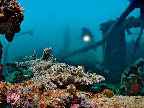 underwater photo of a dive on a wreck shining his underwater torch at a crocodile fish resting on the deck of the wreck in Palau