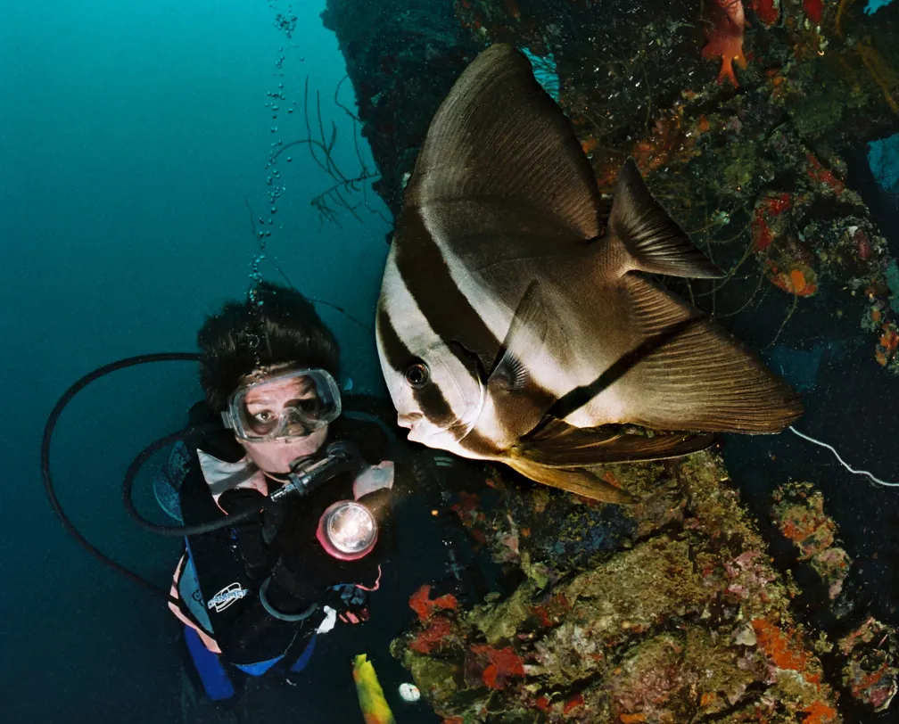 underwater photo of a diver looking at a batfish on a wreck in Palau