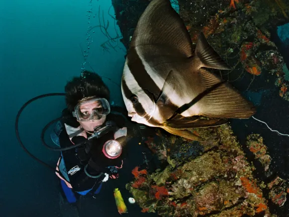 underwater photo of a diver looking at a batfish on a wreck in Palau