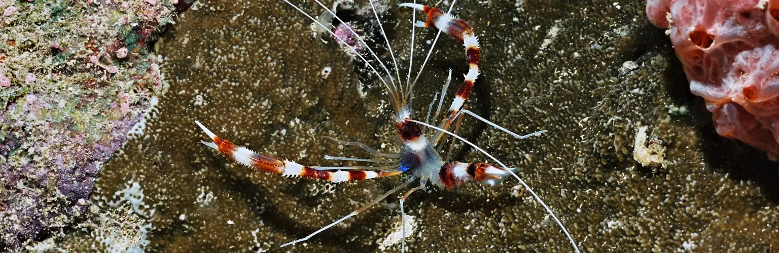 underwater photo of a shrimp on a wreck in Palau