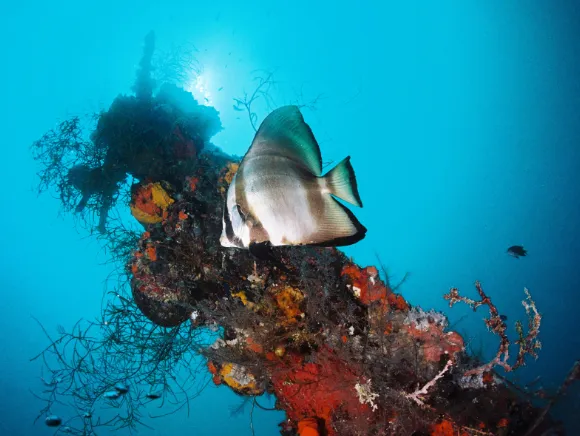 underwater photo of a batfish in front of the mast of a wreck in Palau