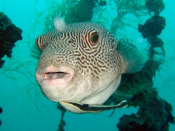 underwater photo of a giant puffer fish at a wreck in Palau