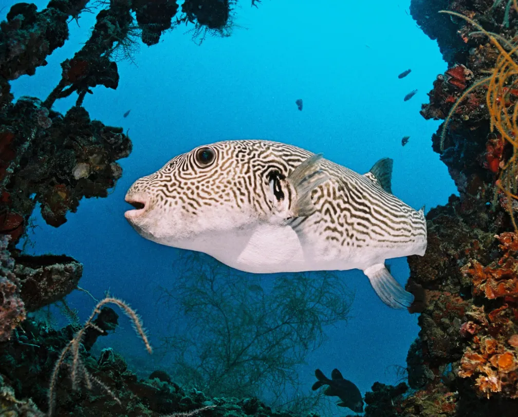 underwater photo of a giant puffer fish at the Teshio Maru wreck in Palau