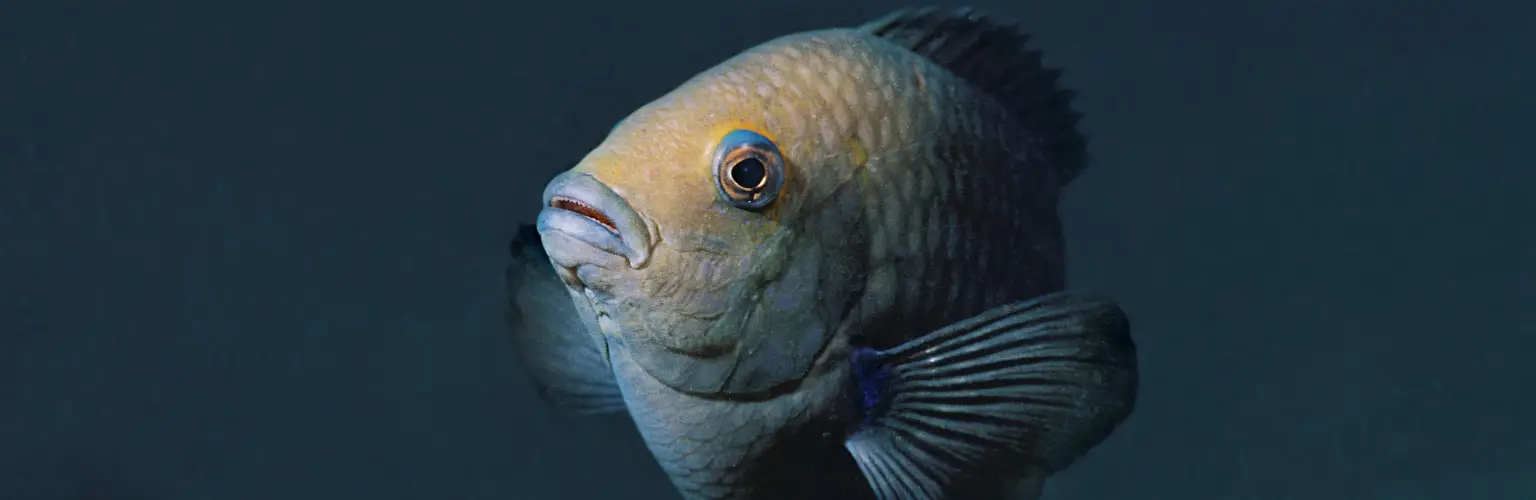 underwater close-up photo of the face of a damsel fish in Palau