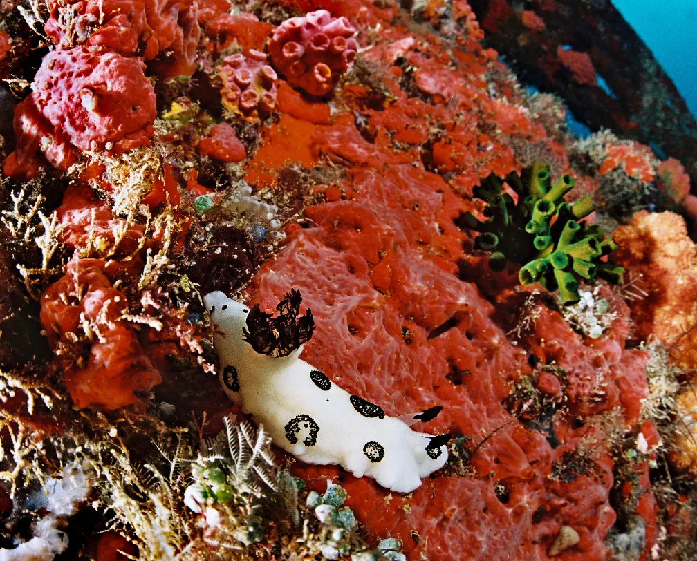 underwater photo of a white nudi branch on a red sponge on a wreck in Palau