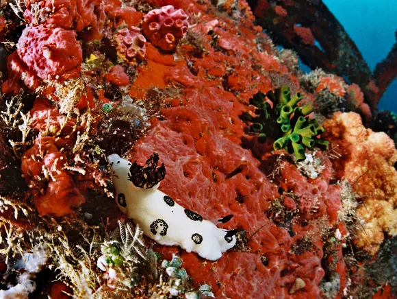 underwater photo of a white Nudi branch on a red sponge on a wreck in Palau