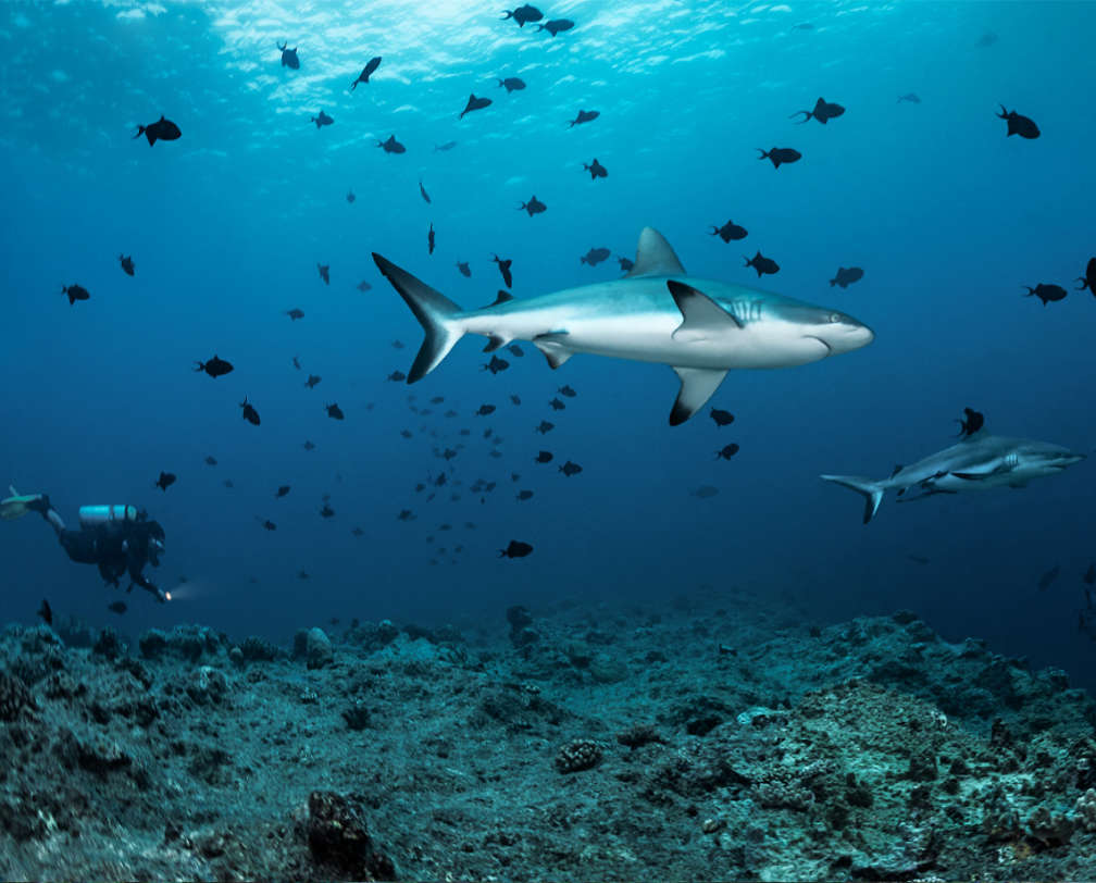 Shark in blue water in Palau