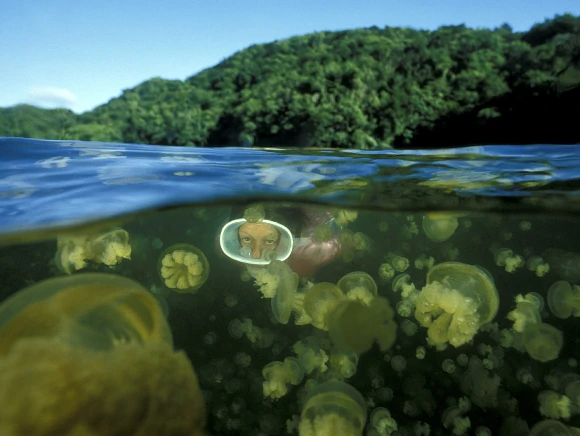 underwater photo of a woman snorkeling with a white mask at the Jellyfish lake in Palau, hundreds of Jellyfish around her