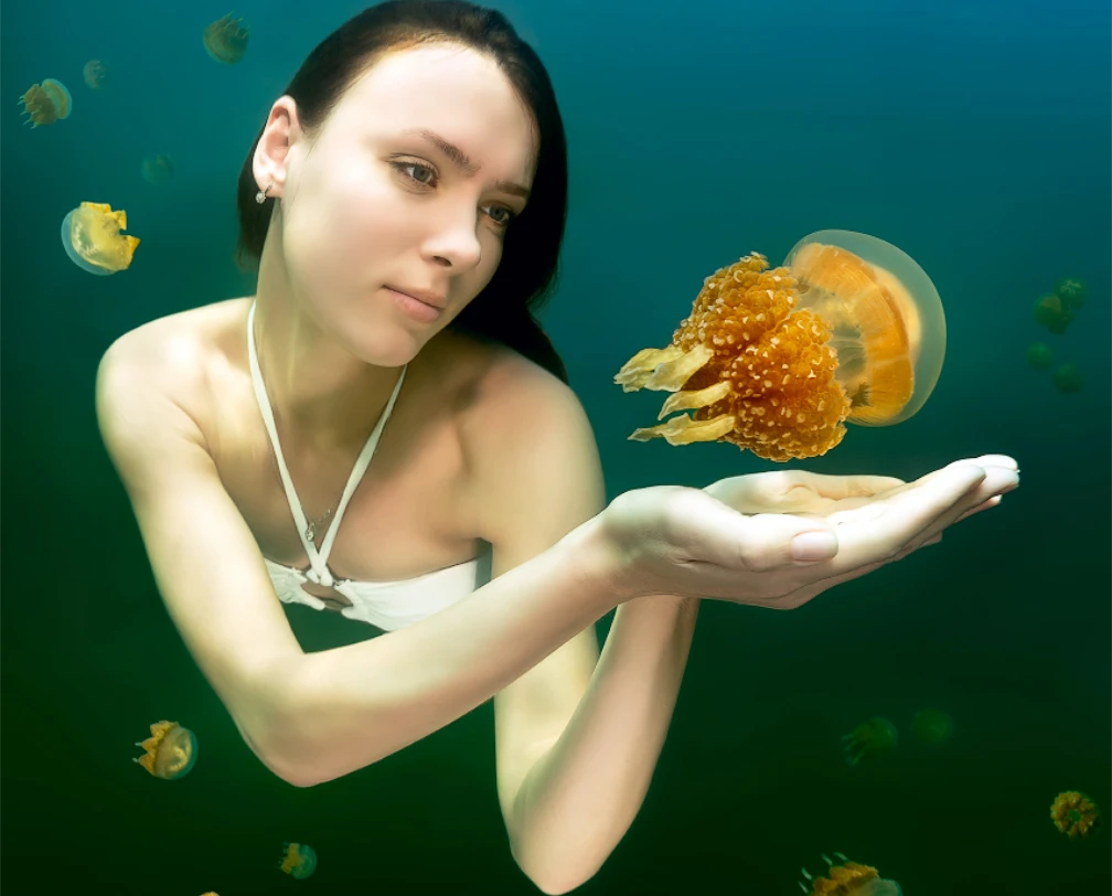 woman at the world famous Jellyfish lake in Palau, eye to eye with a jellyfish, holding her hands under the animal, she is free diving in a white bikini